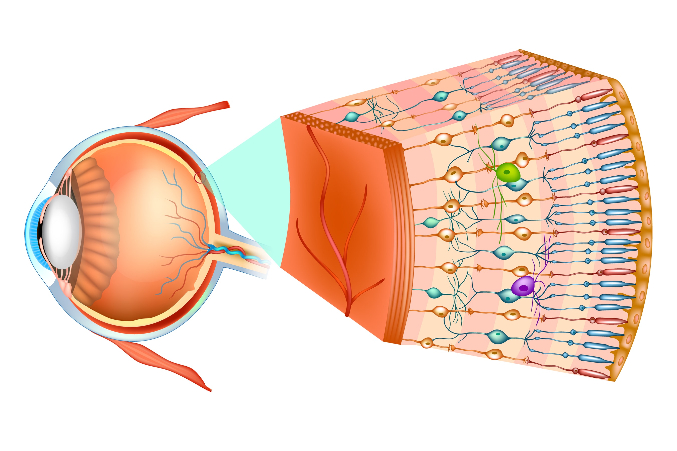 led-eye-damage-the-risks-explained-blog-uvex-safety